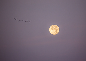 Full Moon with a flight of Pelicans